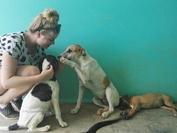 working with animals