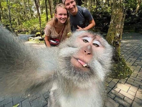 monkey selfie